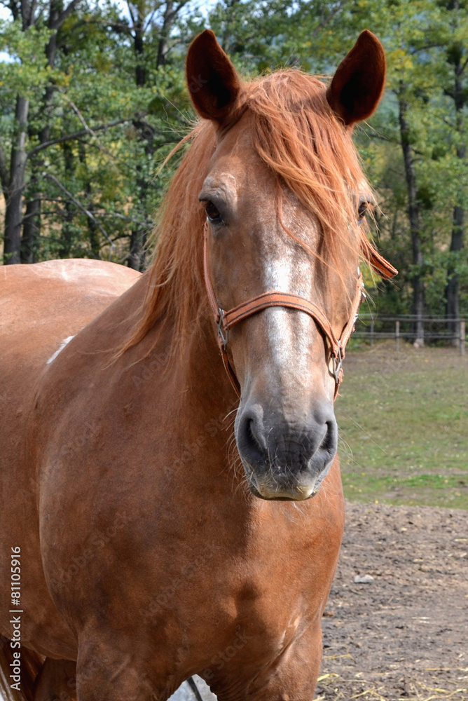 Brown horese close up