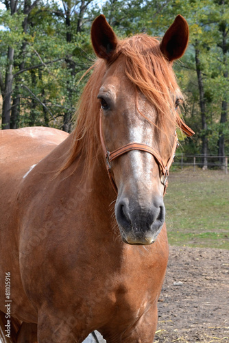 Brown horese close up