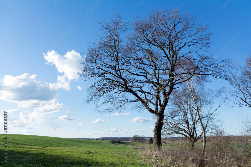 bare tree on a green field against blue sky with clouds