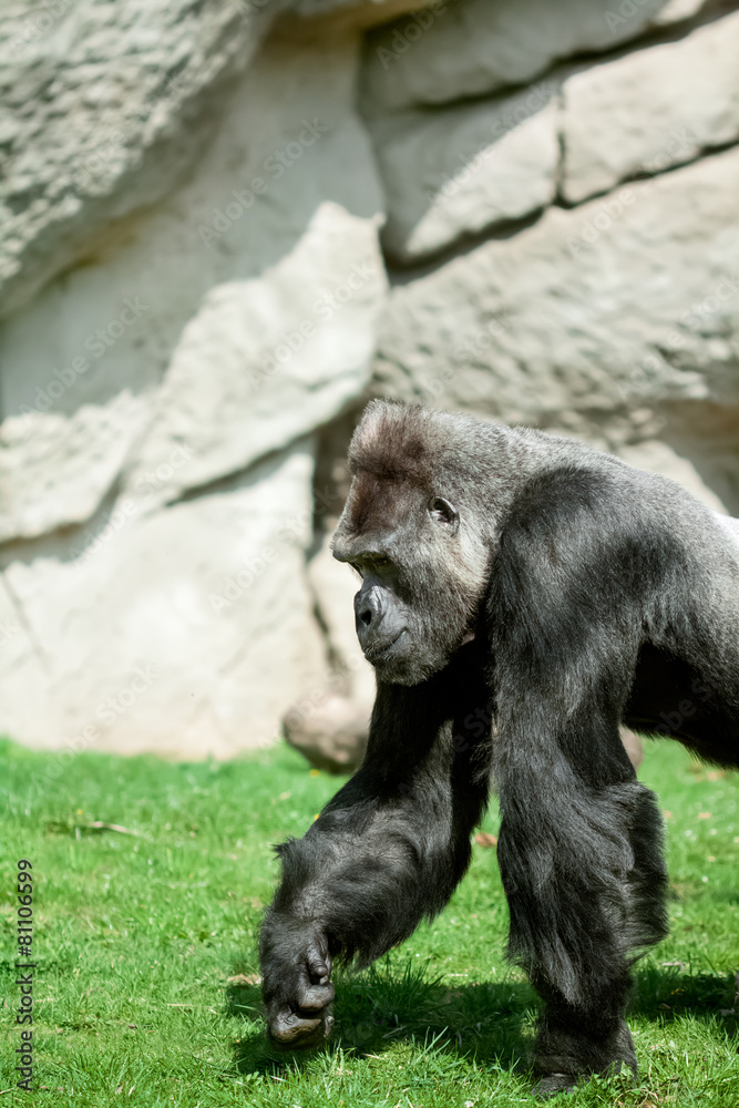 Gorilla Gorilla