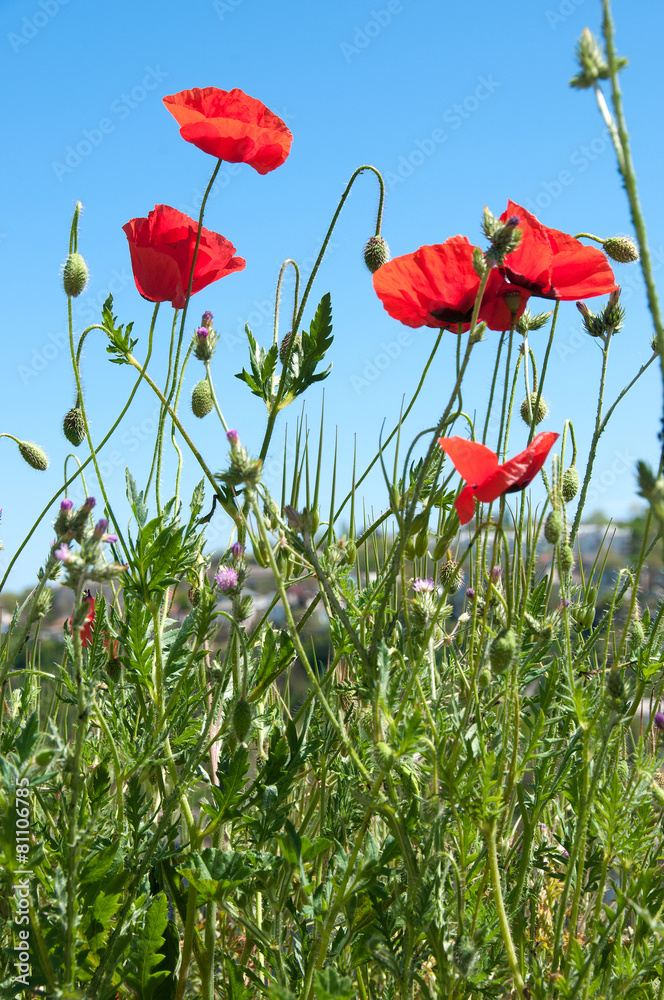 Fototapeta premium Poppies on blue sky background