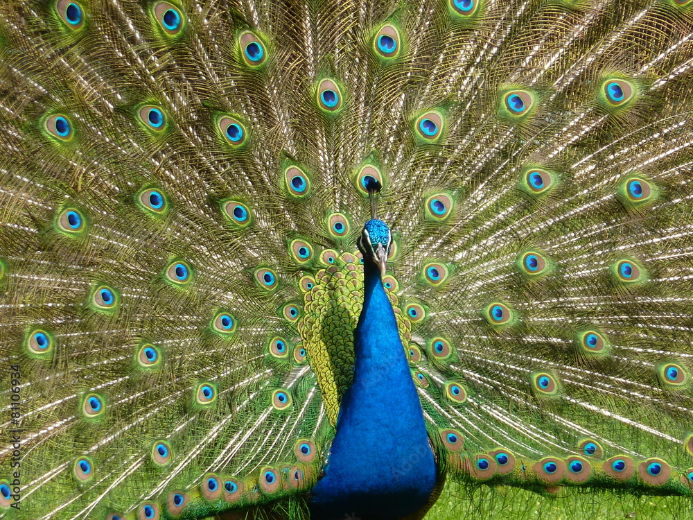 Naklejka premium Paon bleu faisant la roue