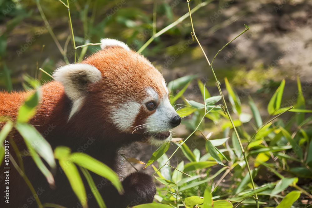 Naklejka premium Red panda