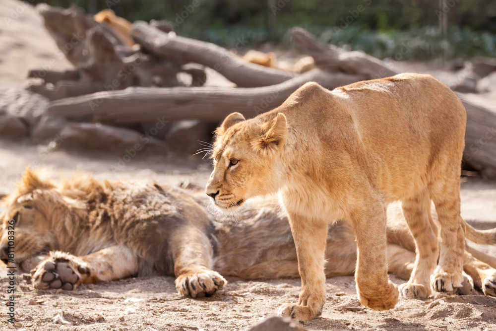 Fototapeta premium Female lion walking around and defend herd
