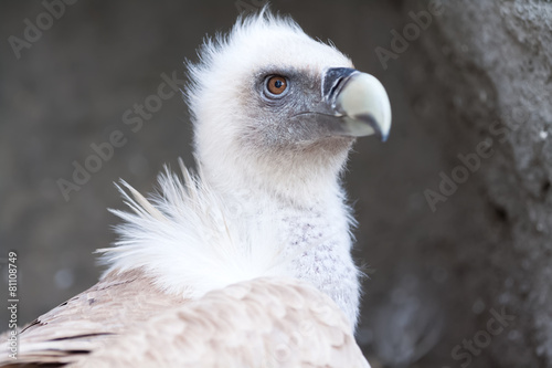 Vulture