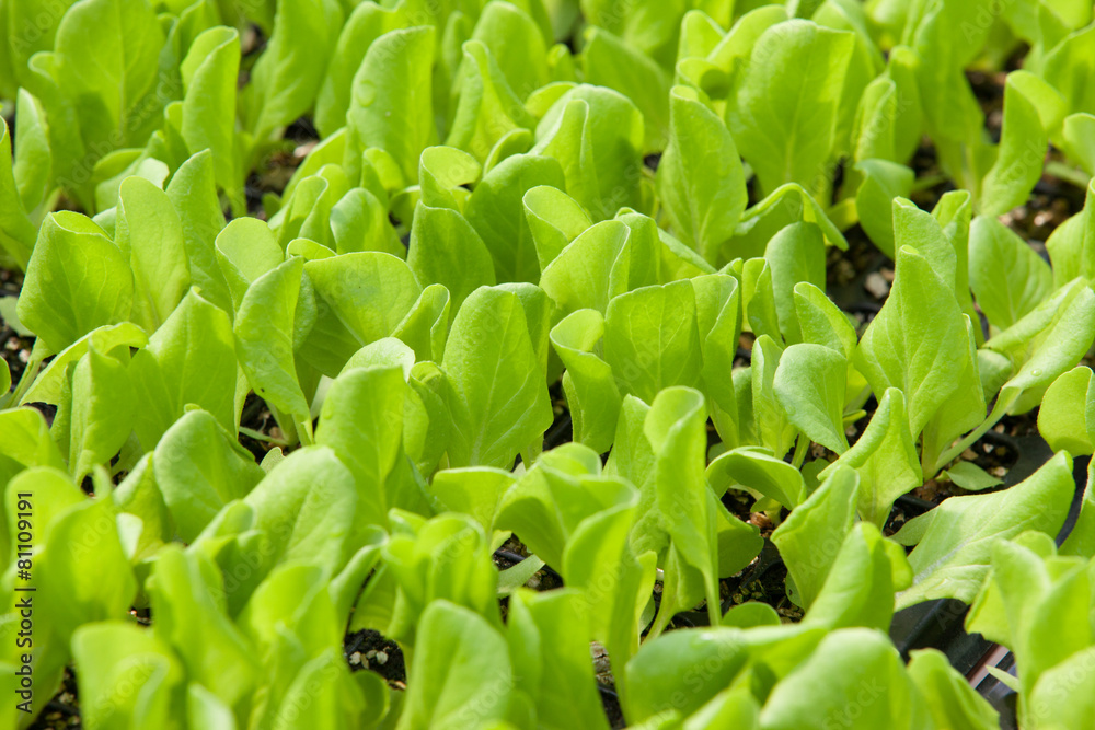 Closeup Green oak leaf lettuce Closeup Green oak leaf lettuce