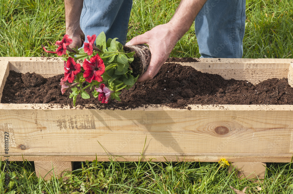 Fototapeta premium Man planting some red surfinias outside in the garden