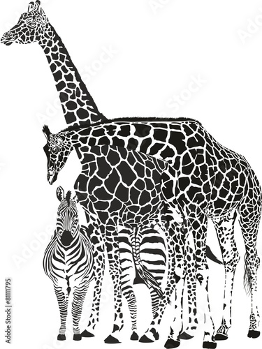 Two giraffes and two zebras