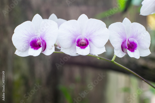 Fototapeta Naklejka Na Ścianę i Meble -  Triple White Orchid