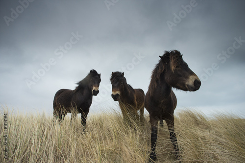 Horse - Equus ferns caballus