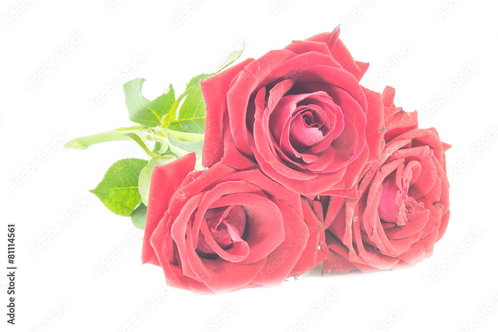 Red Rose flower isolated on white background