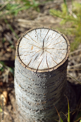 Stump of sawn aspen with annual rings. Vertical close-up photo