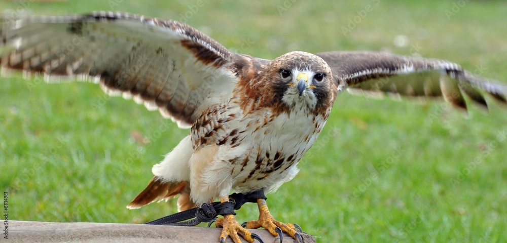 Fototapeta premium Rotschwanzbussard