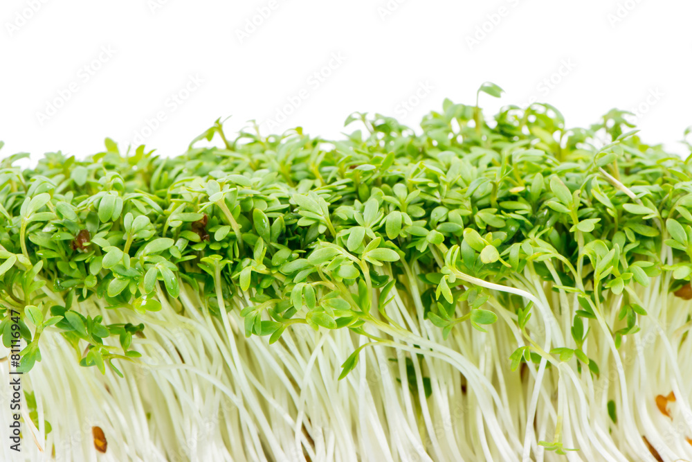 Isolated Watercress Sprouts Isolated Watercress Sprouts