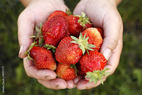 Fresh picked strawberries held over strawberry plant