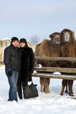 Man and woman near camel in zoo winter