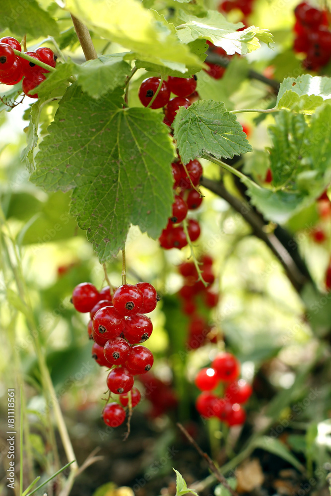 Red currant