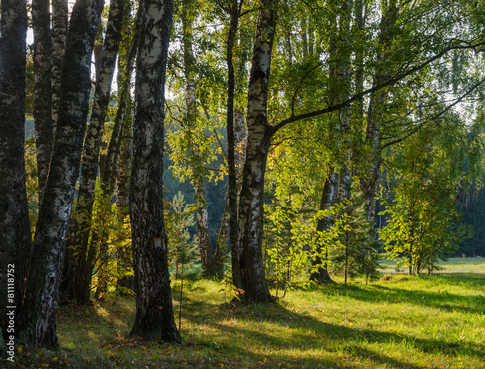 Fototapeta premium park with green grass and trees at sunset