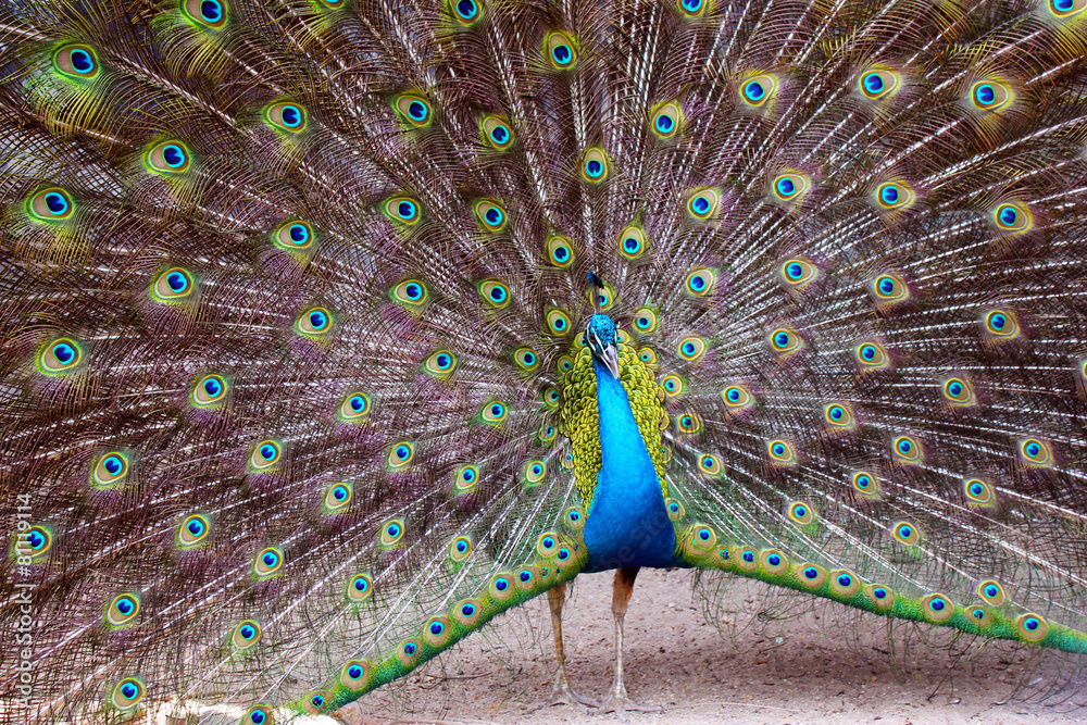 Obraz premium Beautiful peacock