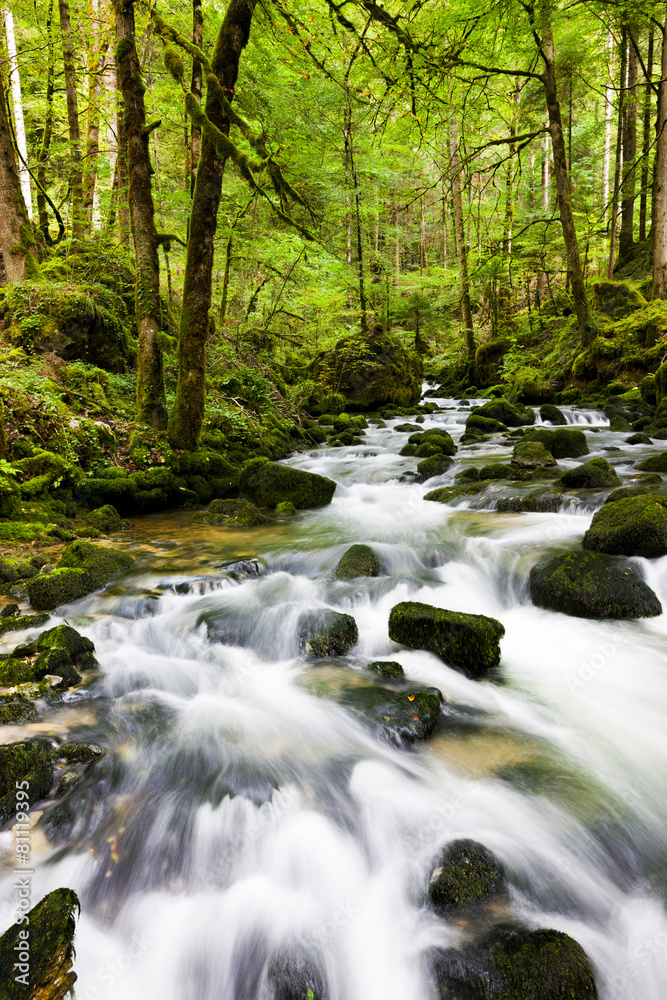 Quellbach im Wald