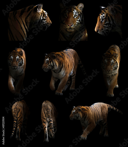 bengal tiger  in the dark