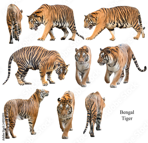 Valokuva male bengal tiger isolated  on white background
