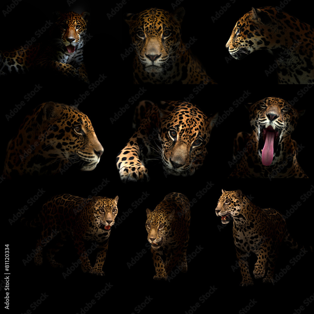 Obraz premium jaguar ( panthera onca ) in the dark