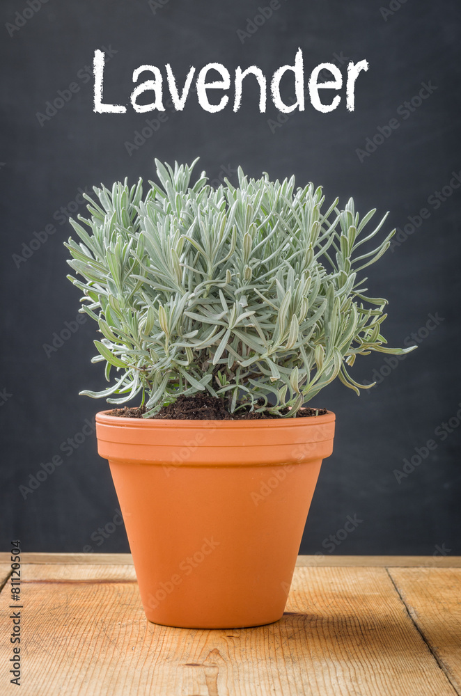 Lavender in a clay pot on a dark background