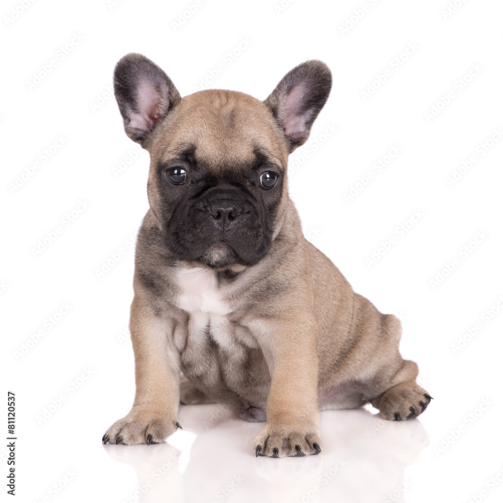 one month old french bulldog puppy