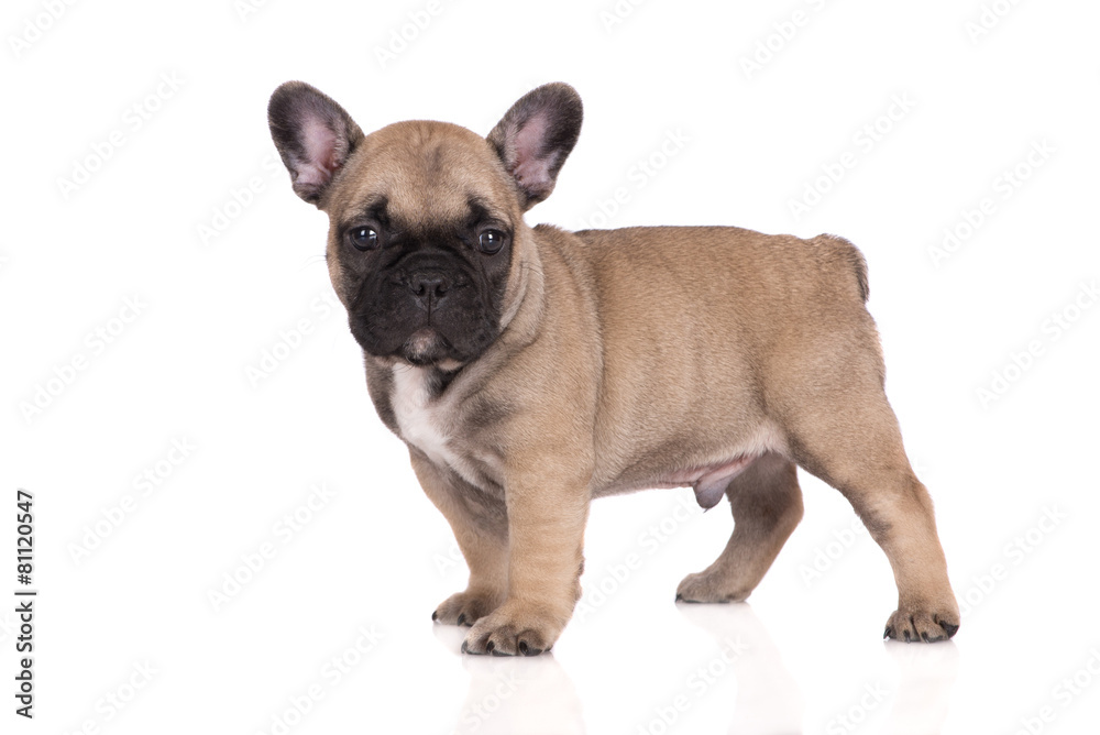 adorable french bulldog puppy