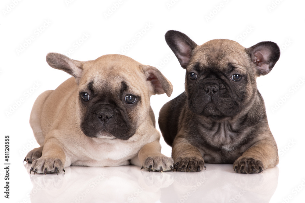 two french bulldog puppies lying down