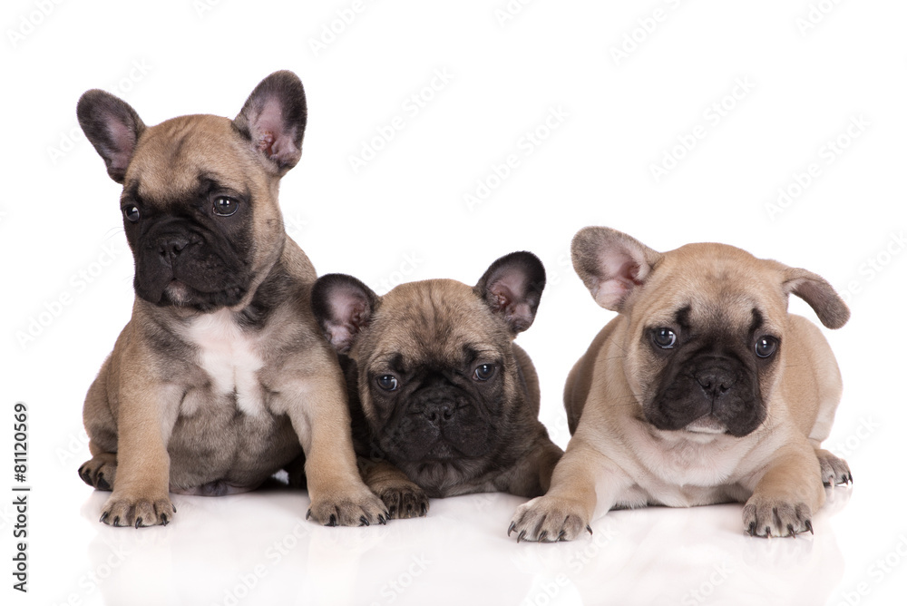 Fototapeta premium french bulldog puppies