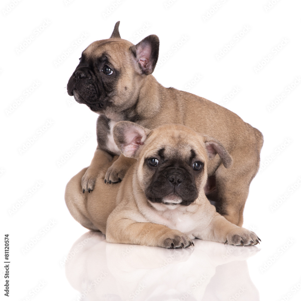two french bulldog puppies on white