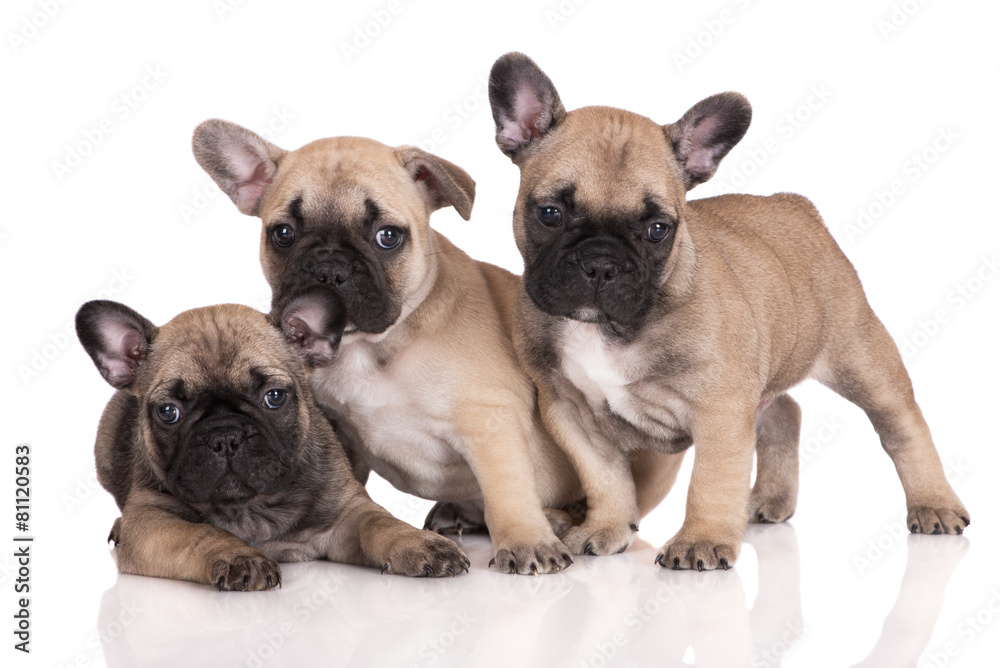 three french bulldog puppies on white three french bulldog puppies on white