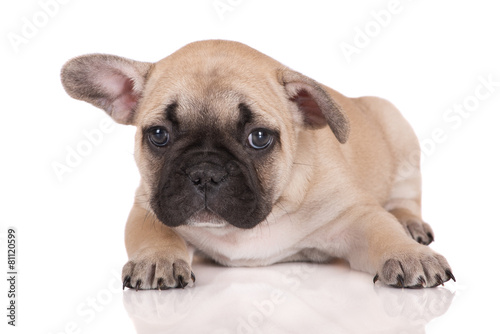 sad french bulldog puppy lying down