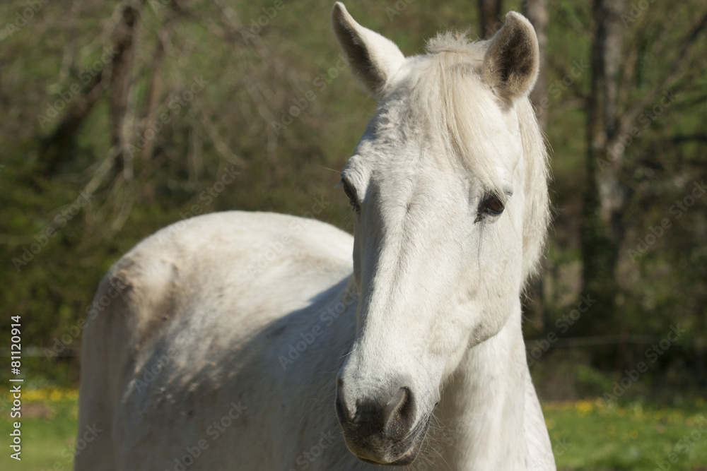 Fototapeta premium Le cheval blanc