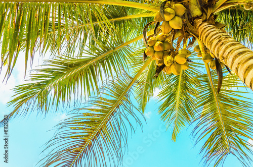 Amazing sandy beach with coconut palm against blue sky