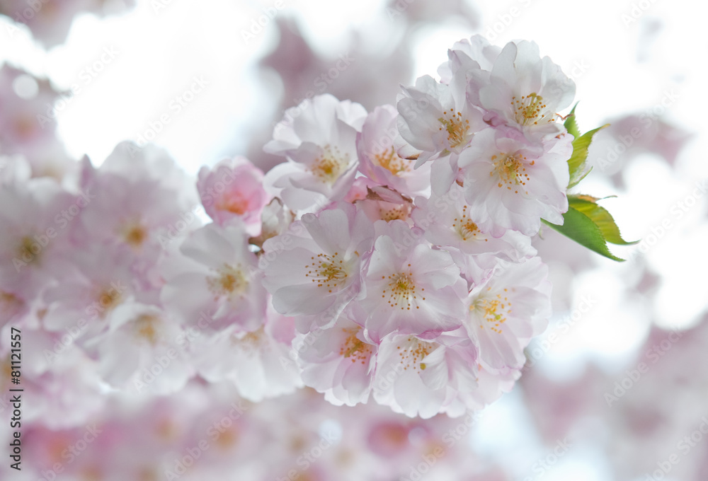 Frühling ist wieder da! Kirschblüte Frühling ist wieder da! Kirschblüte