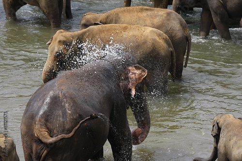 Elefanten in einem Elefantenwaisenhaus in Sri Lanka © R+R