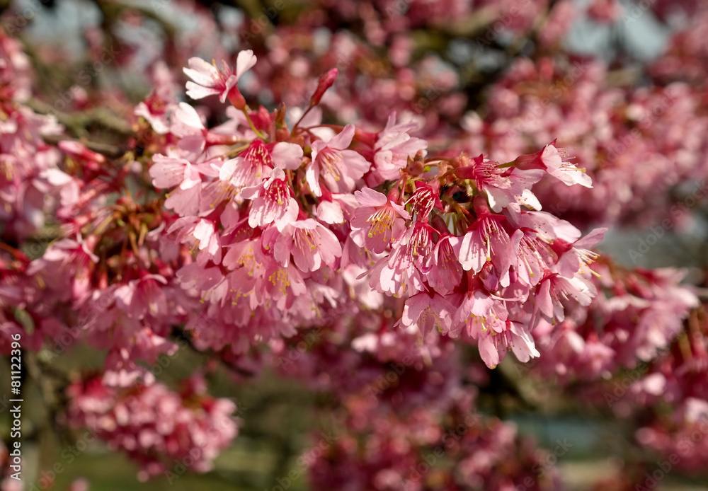 Fototapeta premium Kirschblüte im Garten. Vergänglichkeit der Natur