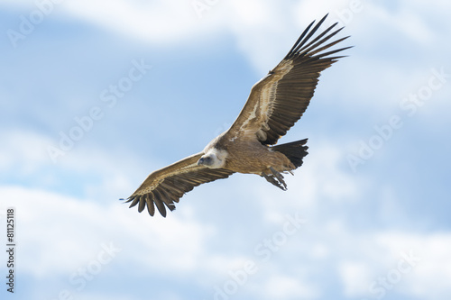 Griffon vulture in Duraton Canyon Natural Park in Segovia, Spain