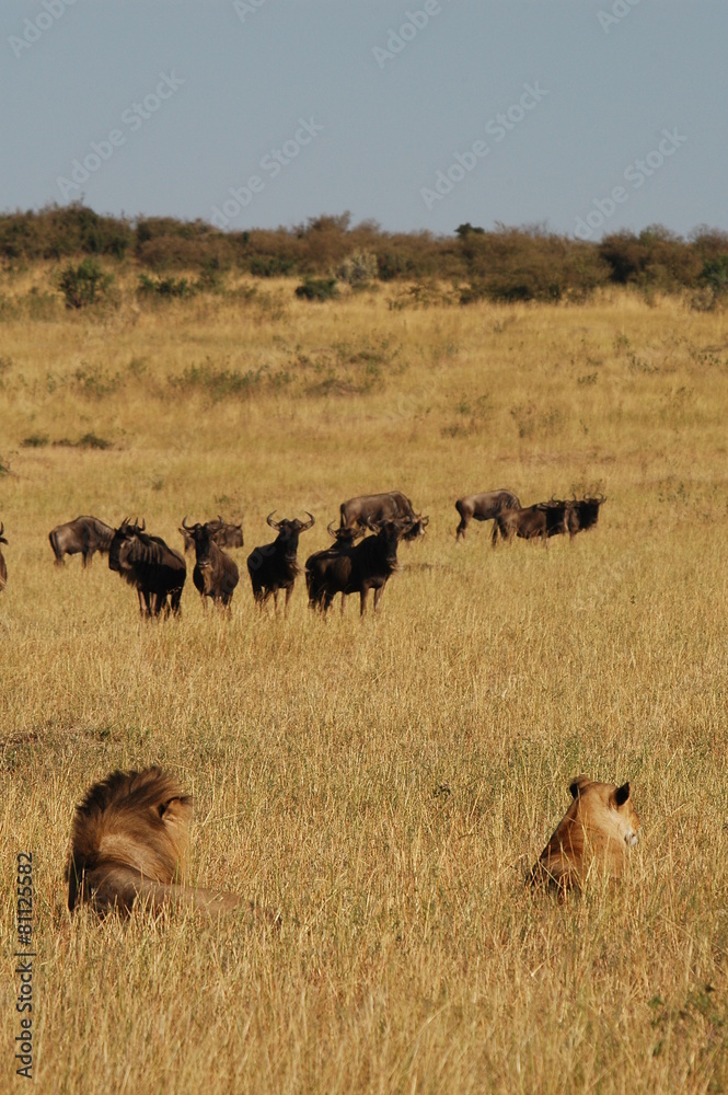 Royal couple hunts wildebeests at African savannah Royal couple hunts wildebeests at African savannah