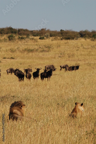 Royal couple hunts wildebeests at African savannah © PROMA