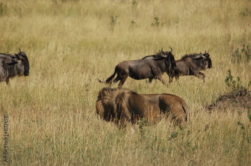 Lion hunts wildebeests at African savannah