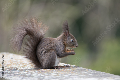 Eichhörnchen genießt sein Futter © schulzfoto