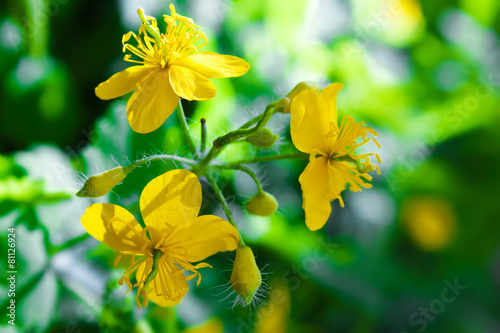 Valokuvatapetti St. John's wort