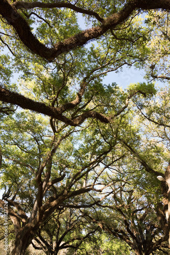 Oak trees against sky