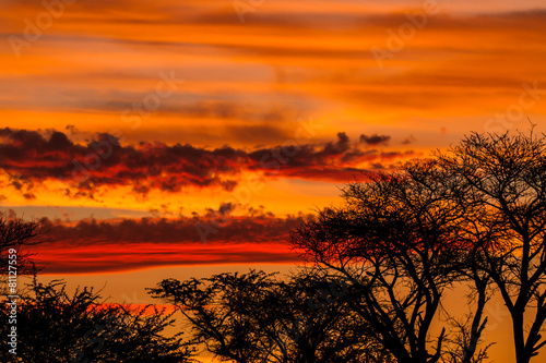 Tree silhouette against African sunset
