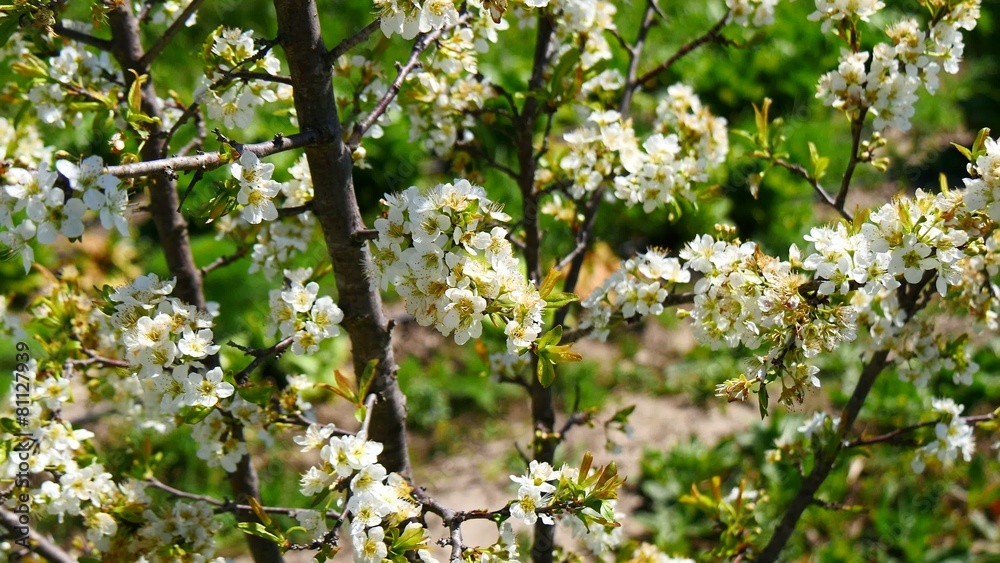 Plum tree blossoms in spring (4K) Plum tree blossoms in spring (4K)