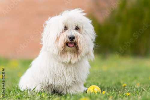 Coton de Tulear dog outdoor portrait photo